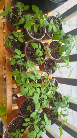 Cherry tomato plants