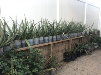 MULTIPLE Succulents and Aloe Vera Plants
