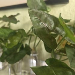 Syngonium MARIA Allusion Rooted Cuttings