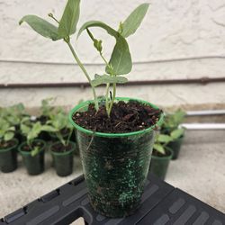 String beans seedlings (sitaw)