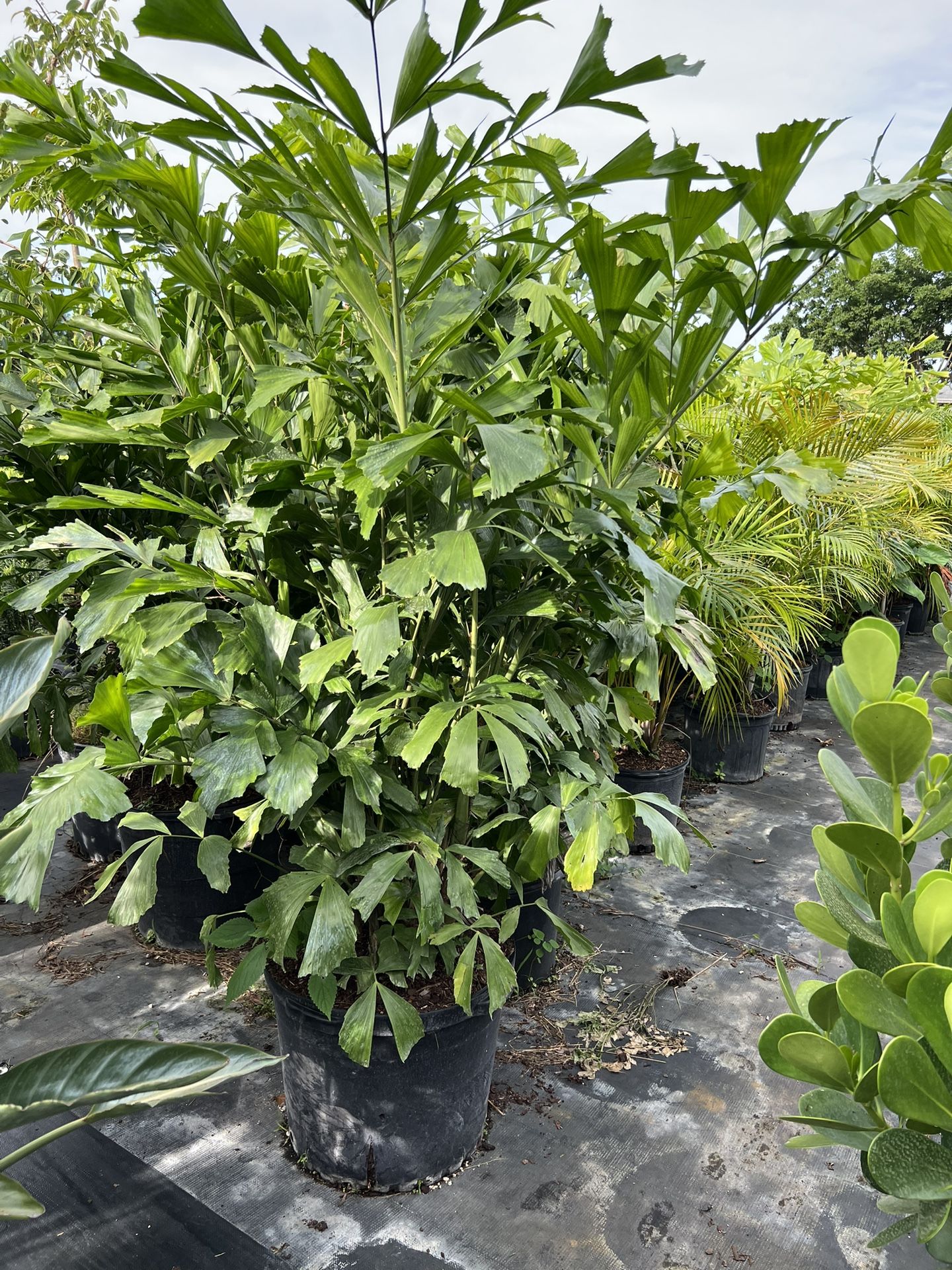 Fish Tail Palm 