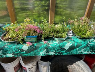 Ground cover plants