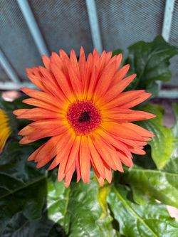 Orange Gerbera plant
