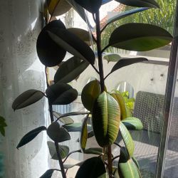 Ficus Burgundy Rubber Tree-TAKING OFFERs