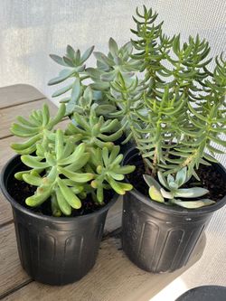 Succulents Plants