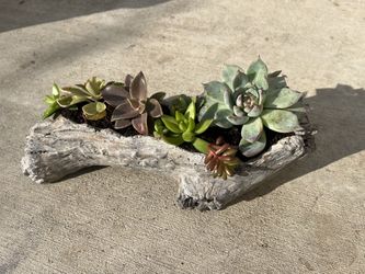 Cool Log Succulent 