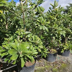 mamey  fruit trees  available  available  