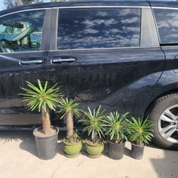 Madagascar Palm Pachypodium Lamerei 