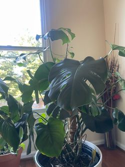 Monstera