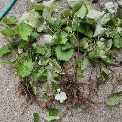 Free Grapevine seedling (Campbell)