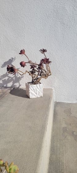 Aeonium Arboreum Green Purple Rose Unique CURVY  A Real Show Stopper, Looks Like  Bonsia