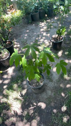 Diferente, planta, florea, anaranjado, muy bonito