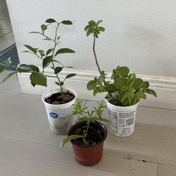 Lemon 🍋 Tree Plant , Oregano And Recao Plants All 3 For $8