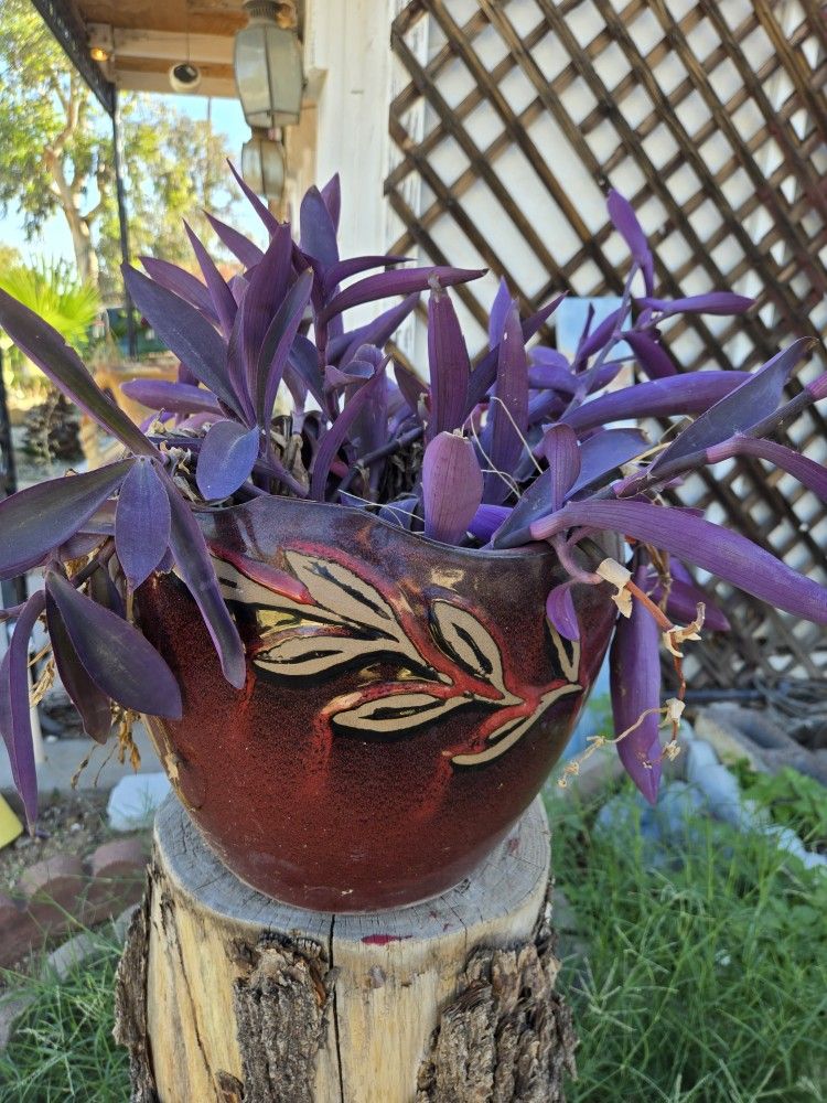 Glazed Flower Pot W/ Purple Heart Plant