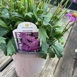 Brachyscome