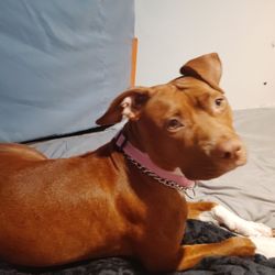 Needs A Home