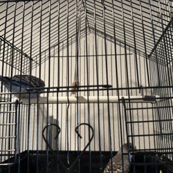 Cage Bird