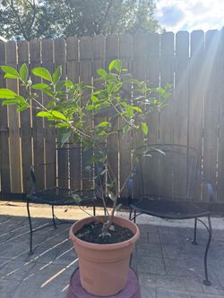 Planta Laurel de la India/ Ficus Microcarpa Plant