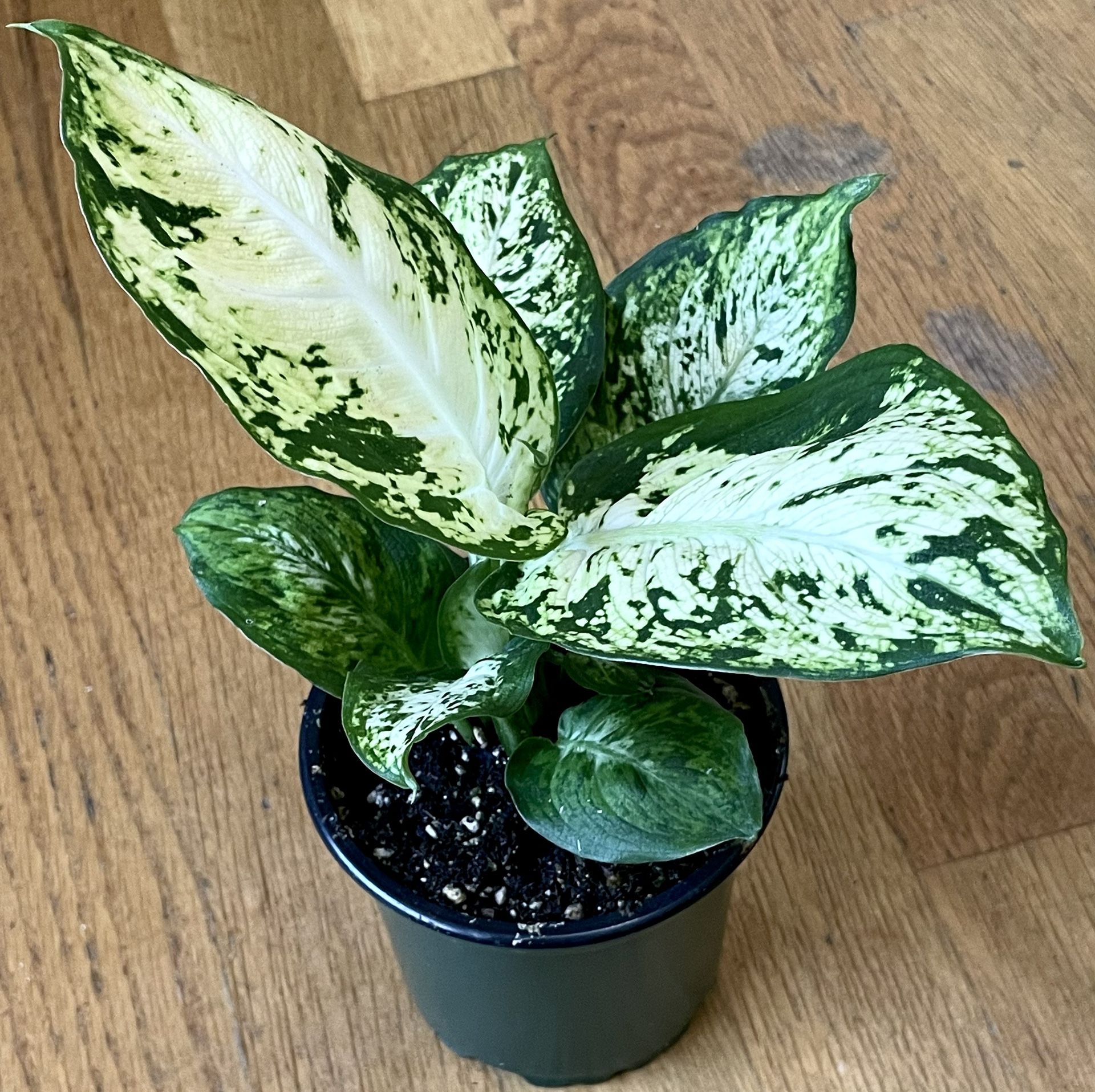 Dieffenbachia ‘Amy’ Plant / V-Day Sale ❤️ / Free Delivery Available
