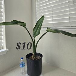 House Plant, Indoor Plant, Home Decoration, Office Plant, Office Decoration, 