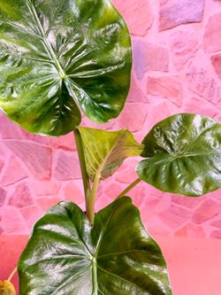 Alocasia Green Plant - 4inch