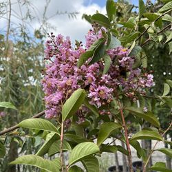 Crape Myrtle Trees 