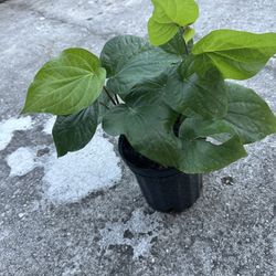 Betel Leaf/ Paan Plant 