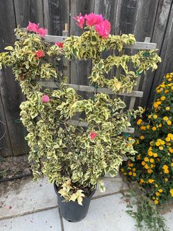 Huge ~4ft+ variegated leaf Bougainvillea “Bengal Orange” on trellis/super thick trunk