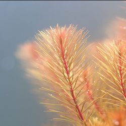 RARE!! Aquarium Plants for sale