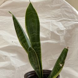 Healthy Potted Snake Plant - Super Easy to Care for!