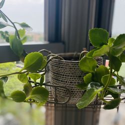 Kalanchoe In Ceramic Pot. Help To Deliver