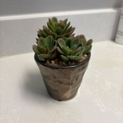 Fake Plant succulent Decor