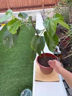Rooted Pakistan Mulberry