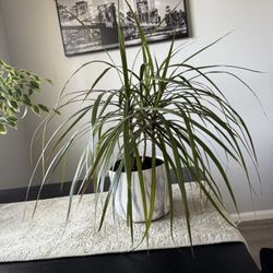 Plant $10