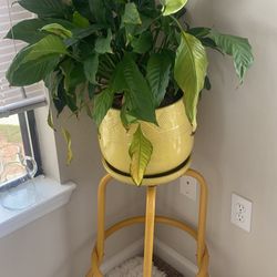 Plant, Stand, And Pot 