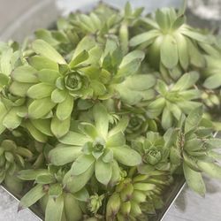 Succulents 
