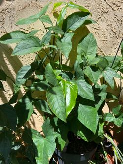 Syngonium