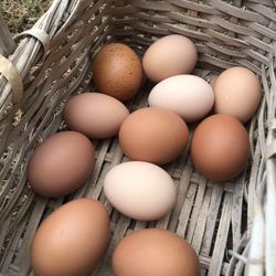 Farm-fresh, Cage Free