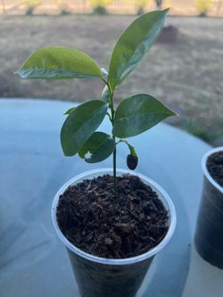 Small Soursop Tree Seedling in Cup