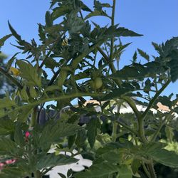Tomato plants