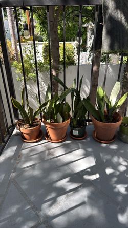 Snake Plants