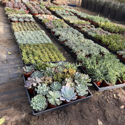 Succulents For Sale