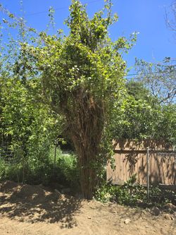 Hybrid Poplar Trees Free  