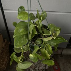 Golden Pothos