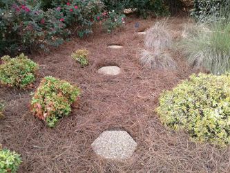 Pine straw