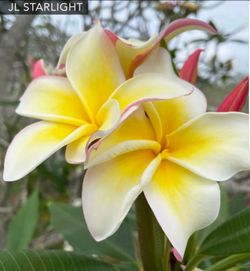 JL StarLight Plumeria's in Pots for Sale