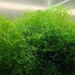 Chaeto Macro Algae