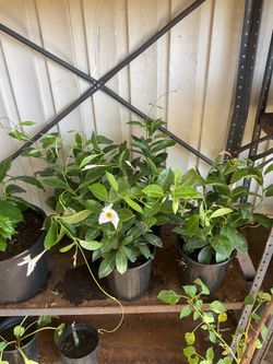 White Brazilian jasmine plants