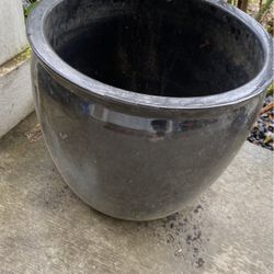 Flowers Pot $20 Each