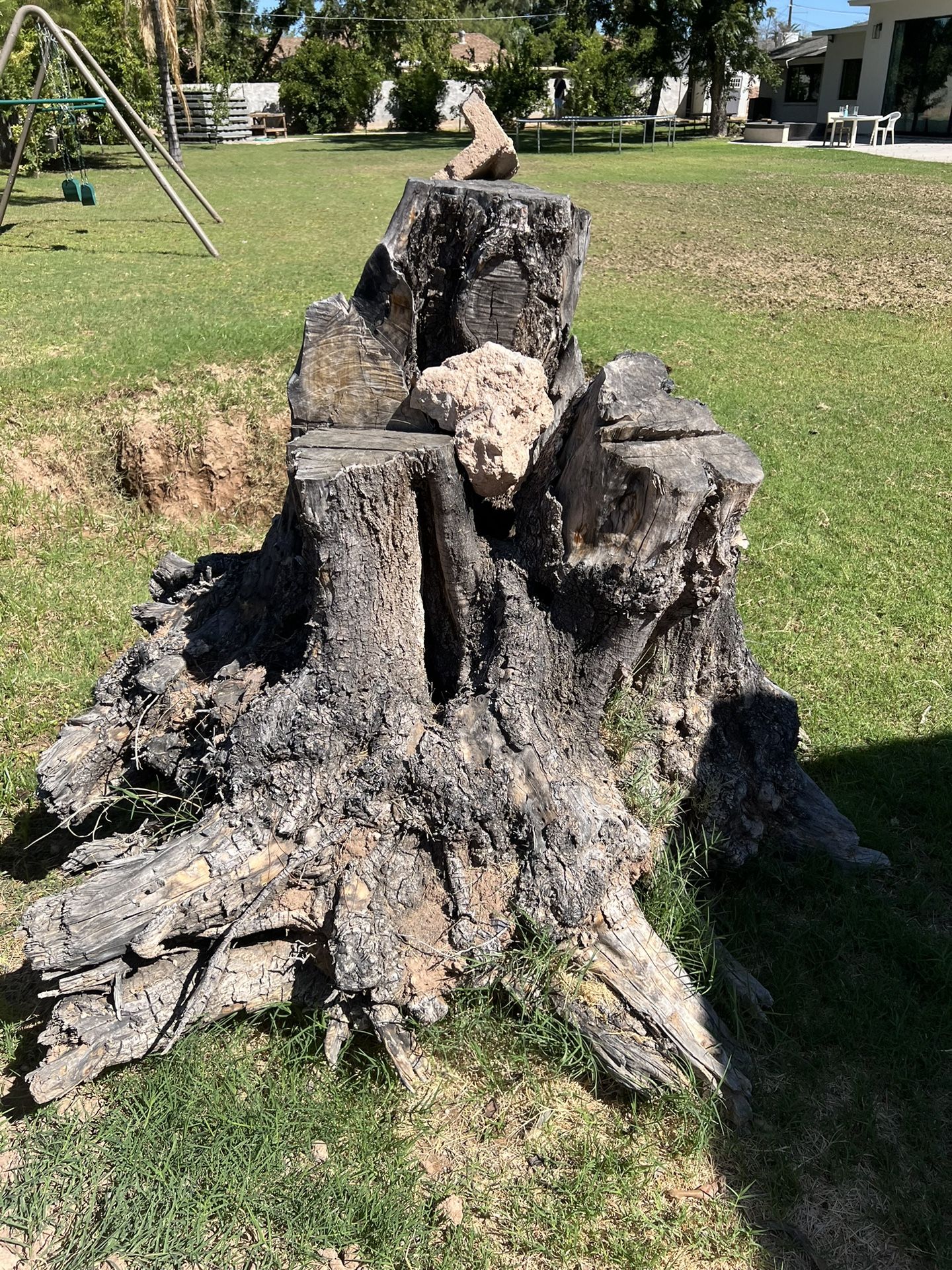 Large Olive Wood Stumps